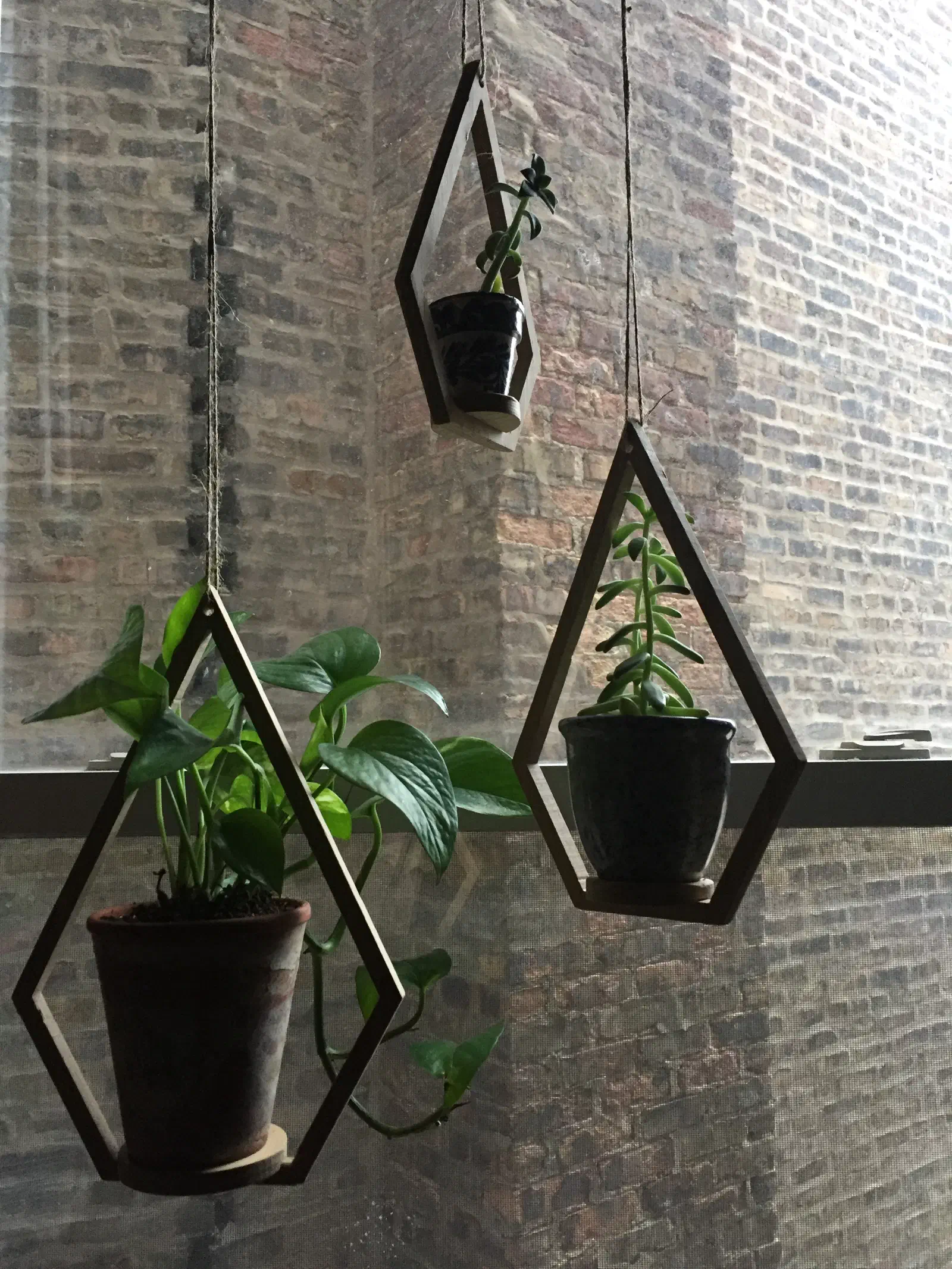 Three leafy plants in dark pots resting in suspended geometric wooden frames against a brick wall