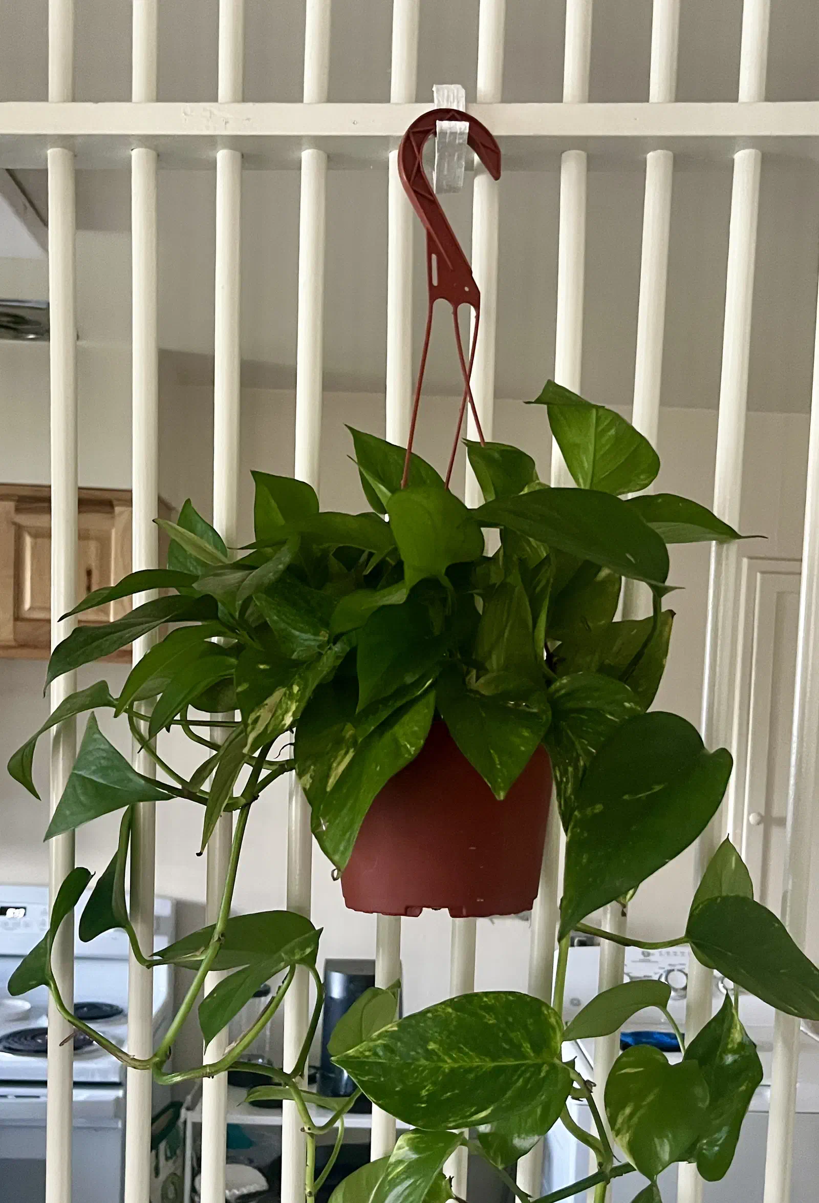 A red hook attached to a white slatted support holding a red hanging plant pot with trailing green leaves