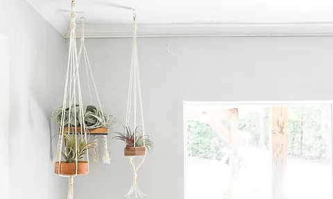 Hanging Air Plant Holders