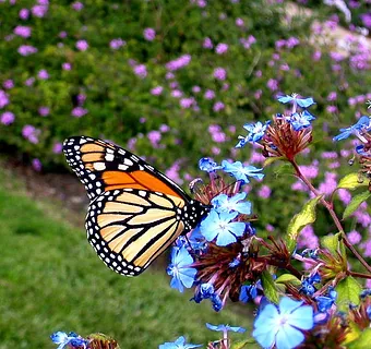 mshiffman 1gr big inch 