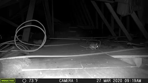 Gears For Gears Montgomery