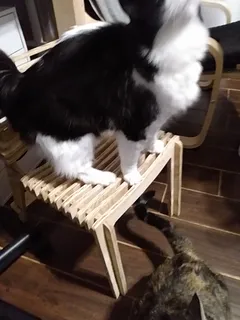 cat chair d