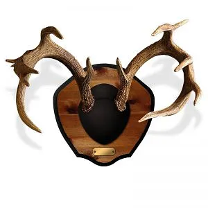 Antler mount corbin