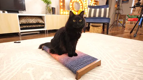 Cat scratching plank foot