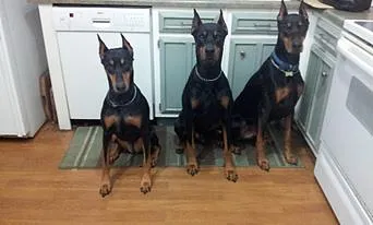 Doberman sign