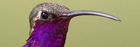 acrylic for bird house