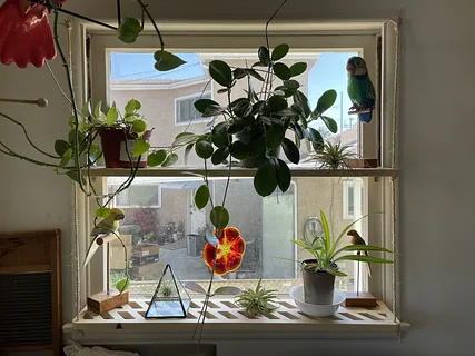 Window Greenhouse Shelf